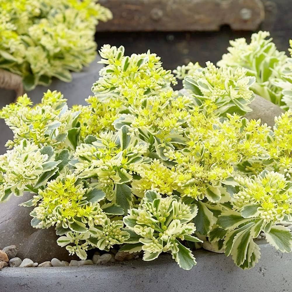 ❣️札付き 多肉植物　セダム　★サンスパークラー４苗セット★　抜き苗 ❣️札付き 多肉植物 セダム ☆サンスパークラー4苗セット☆ 抜き苗